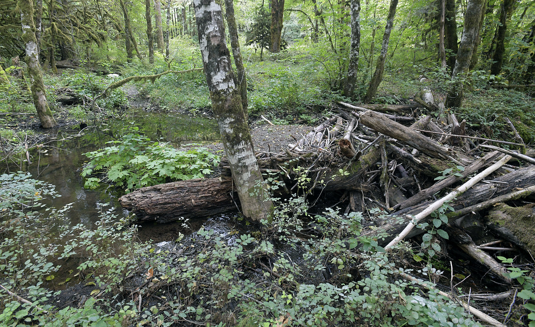 Shiver River Tree Farm15-my
